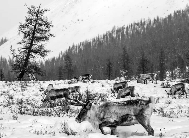 reindeer winter mongolia